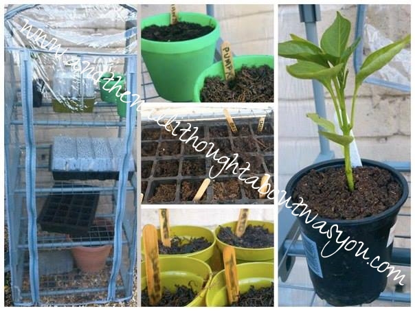 Baba's Green House 