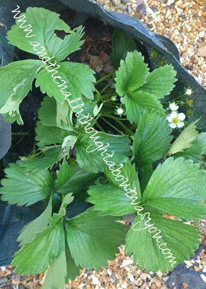 BabasGardening1_zps32ed03d6