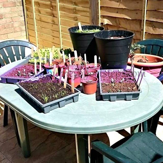 Babas garden, Gardening, Children learning, homeschool, homeed, growing, planning, learning, 