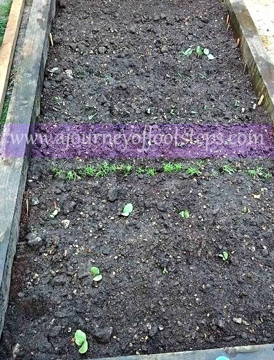 big vegetable garden, growing, learning, planting, children, lessons, gardening