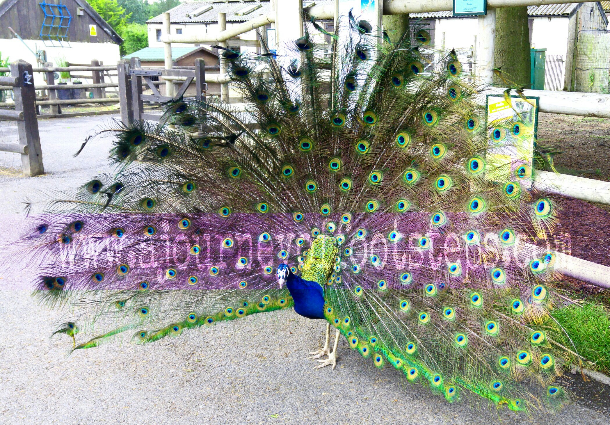 peacock, babyloss, signs, Rhianna Lily