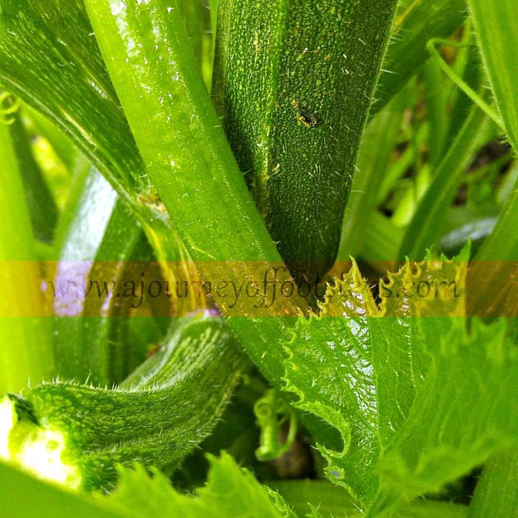 little gardening update, gardening, Baba, vegetables, grow your own
