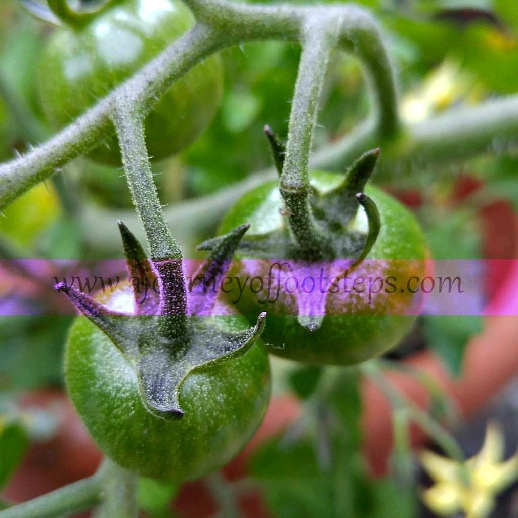 little gardening update, tomatoes, gardening, Baba, growing, grow your own