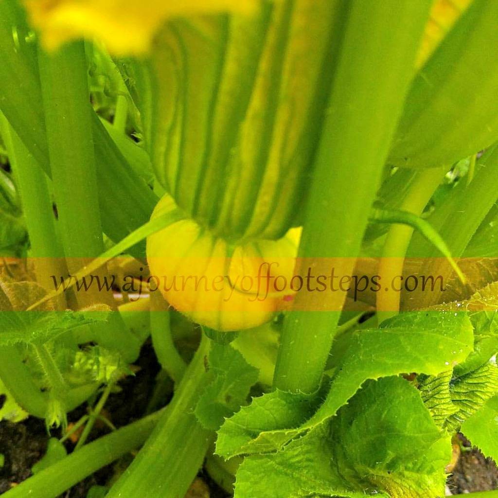 little gardening update, gardening, Baba, pumpkins, grow your own