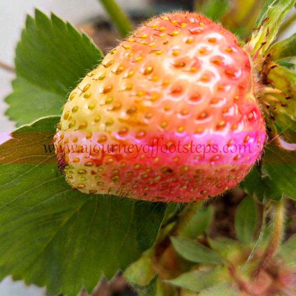 little gardening update, gardening, Baba, strawberries, grow your own